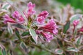 Old-fashioned Weigela florida Monet with pink flowers and variegated leaves